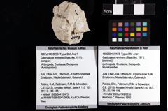 Foto (Objket + Etiketten) von Gastrosacus eminens (Blaschke, 1911) 